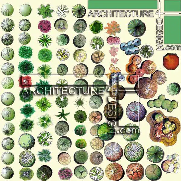 tree plan for architectural rendering