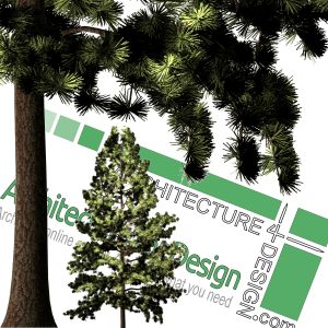 high-resolution cut-out pine png