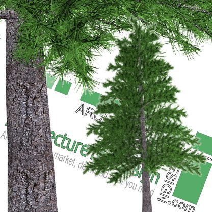 high-resolution pine tree cutout PNG