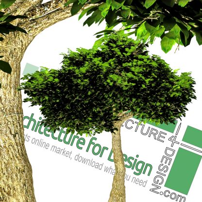 hi-resolution cut-out tree PNG