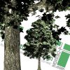 High-resolution cut-out trees: collection 2 (PNG format) - Architecture ...