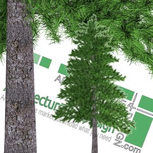 high-resolution pine tree cutout PNG