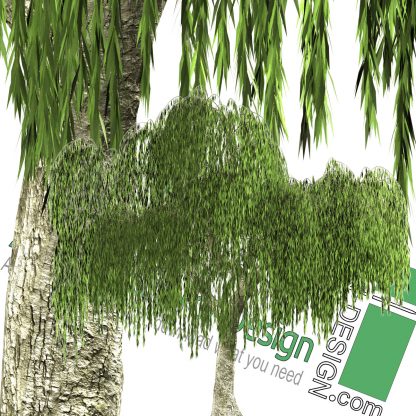 high-resolution Weeping willow tree cut-out PNG
