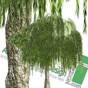 high-resolution Weeping willow tree cut-out PNG