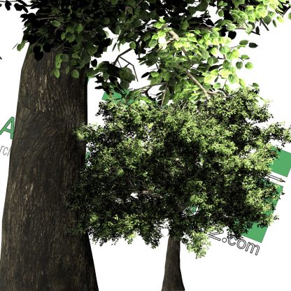 cut-out trees for photoshop