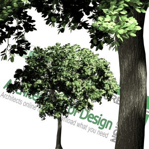 High-resolution cut_out trees PNG