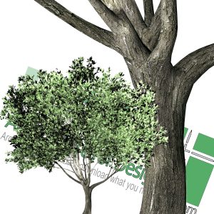 High-resolution cut_out trees PNG