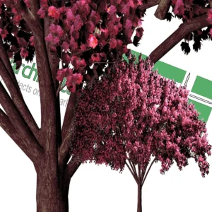 red maple png tree