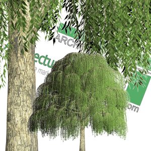 high-resolution weeping willow cut-out tree
