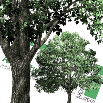 High-resolution cut_out trees PNG