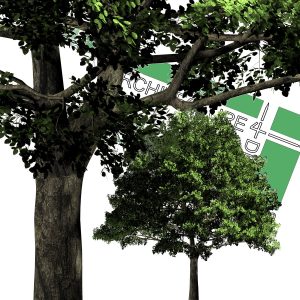 high-resolution cut-out trees for download