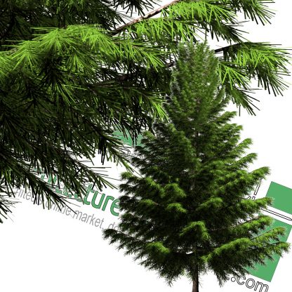 high-resolution pine tree cut-out PNG