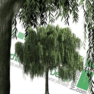 High-resolution cut_out Weeping willow tree PNG