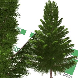 high-resolution pine tree cut-out PNG