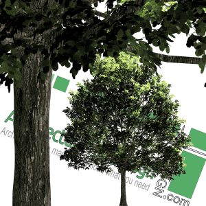 High-resolution cut_out trees PNG