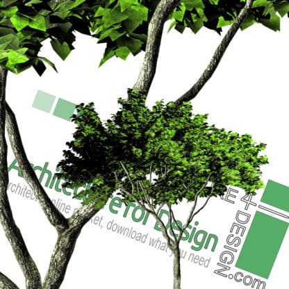 high-resolution tree cut-out PNG