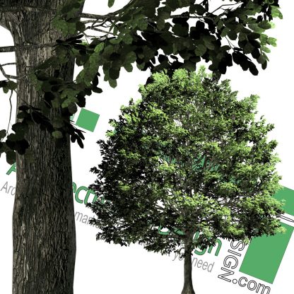 High-resolution cut_out trees PNG