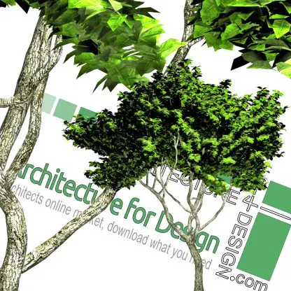 high-resolution tree cut-out PNG