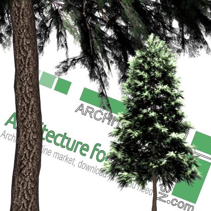 High-resolution cut_out pine tree PNG