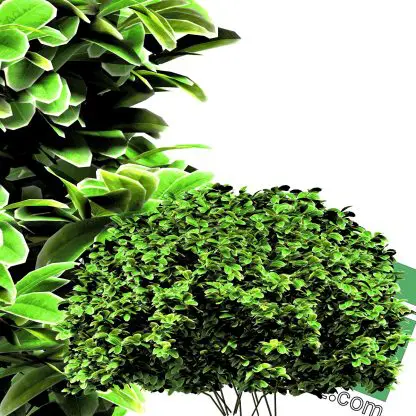 high-resolution tree cut-out PNG