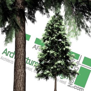 High-resolution cut_out pine tree PNG