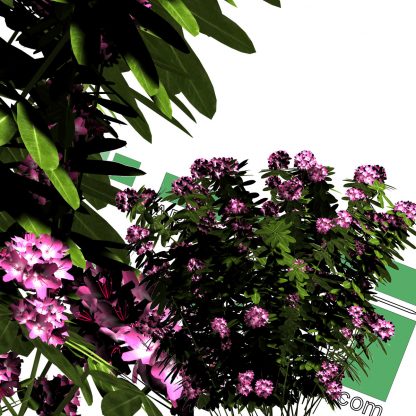 high-resolution cut-out flower bush PNG