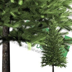 high-resolution cut-out pine for download