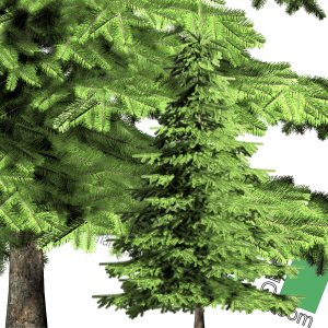 large cut-out pine PNG