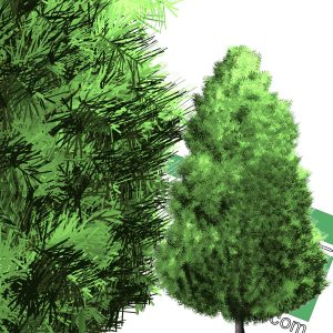 high-resolution cut-out pine PNG