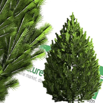 cut-out cedar tree PNG