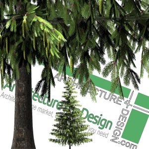 High-resolution cut_out pine tree PNG