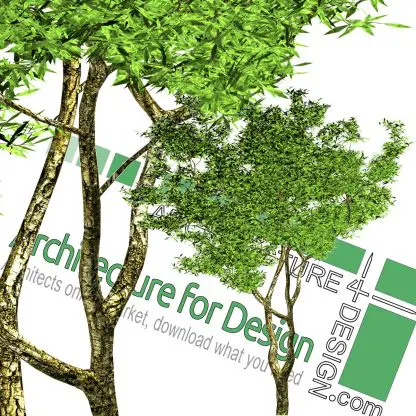 high-resolution tree cut-out PNG