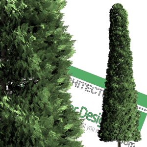 High-resolution cut_out cedar tree PNG