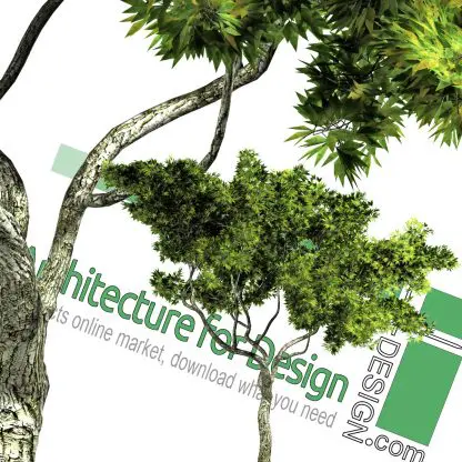 high-resolution tree cut-out PNG