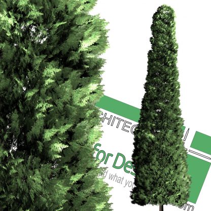 High-resolution cut_out cedar tree PNG