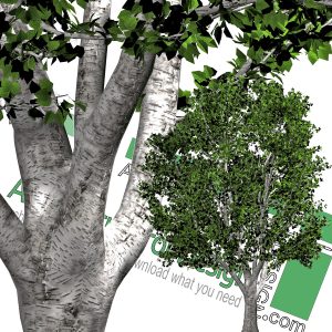 high-resolution tree cut-out PNG