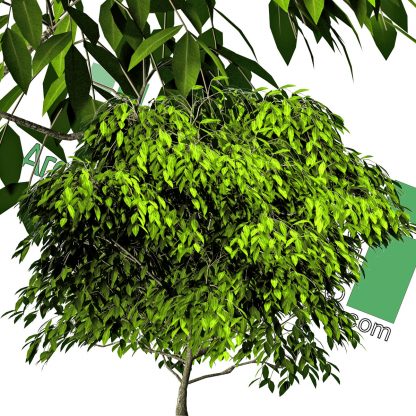 high-resolution cut-out tree PNG