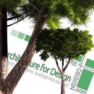 high-resolution pine tree cut-out PNG