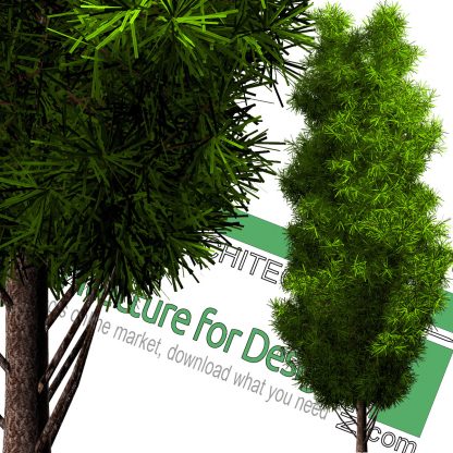 high-resolution pine tree cut-out PNG
