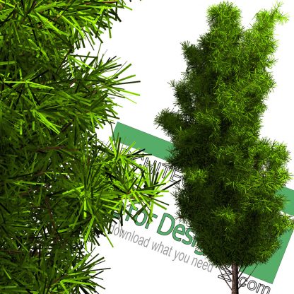 high-resolution pine tree cut-out PNG