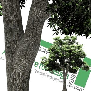 png cut-out tree