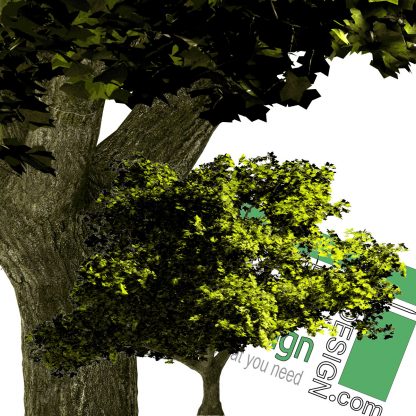 high-resolution tree cutout PNG