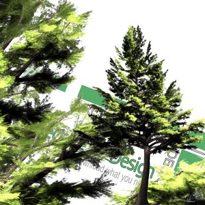 high-resolution pine png image