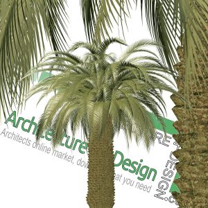 hi-resolution cut-out palm tree PNG