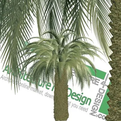 hi-resolution cut-out palm tree PNG
