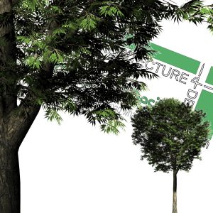 large cut-out trees for photoshop
