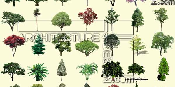 84 trees and shrubs elevation for Photoshop rendering (PSD format) 84 trees and shrubs elevation for Photoshop rendering (PSD format)