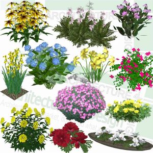 flowering plants SketchUp models