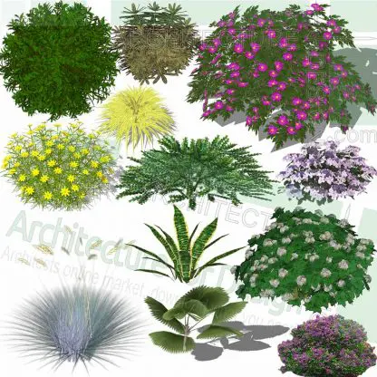 Shrubs SketchUp 3D models