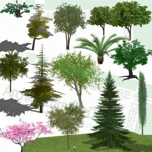 Pine trees SketchUp models